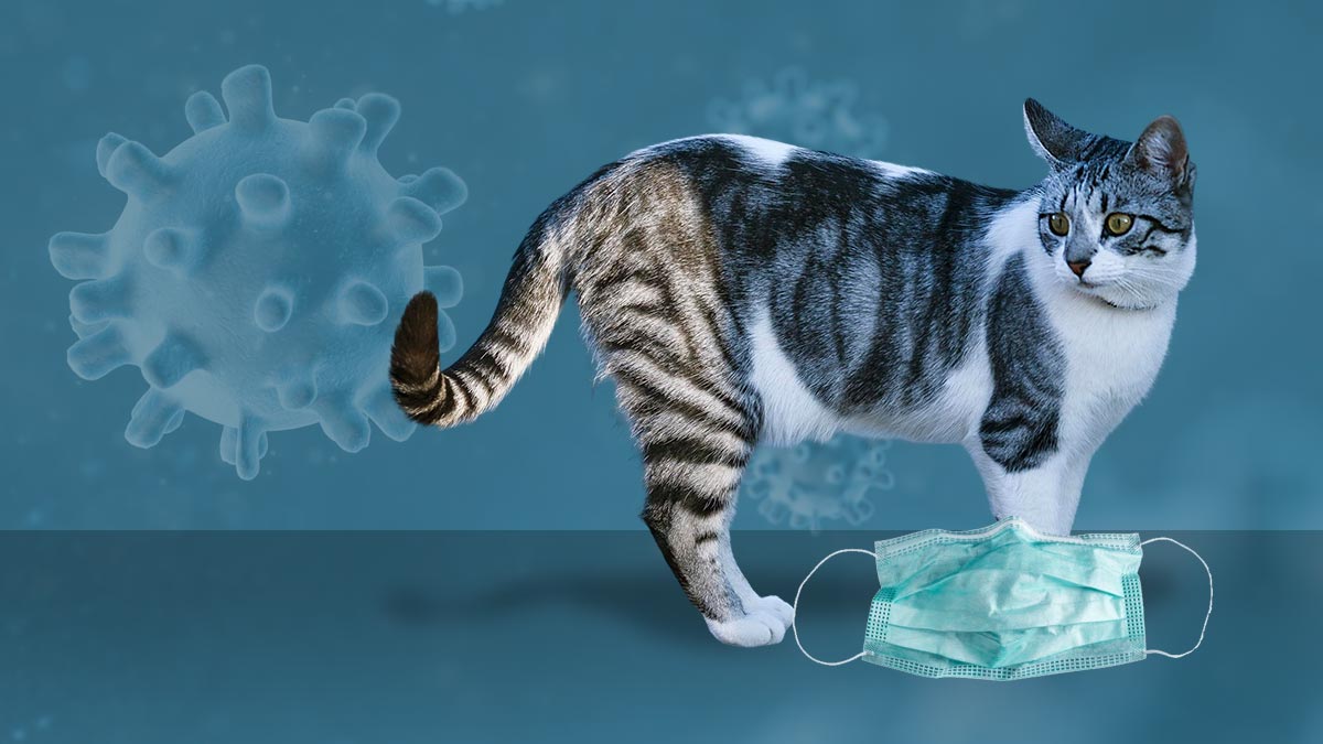 First case of cat-to-human Covid transfer reported
