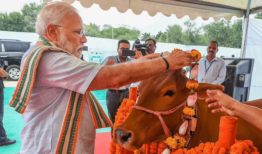 In Modi’s India, cow vigilantism takes priority over human lives